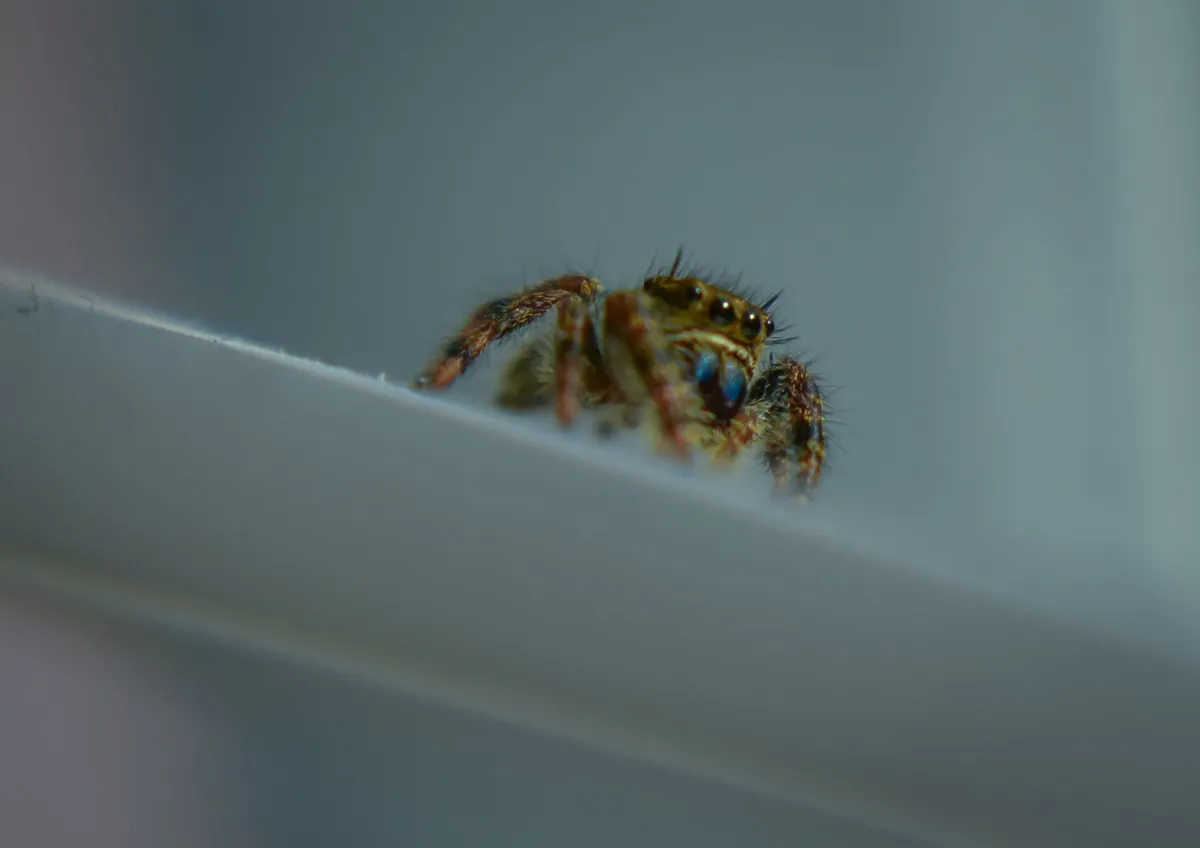 Araignées dans la cave : faut-il vraiment les chasser ?