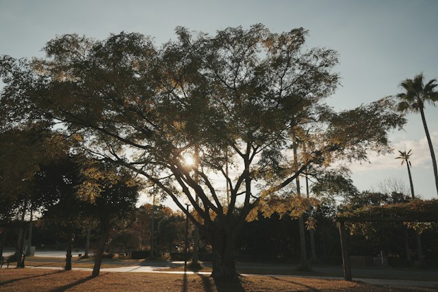 L’Arbre de Vie : pourquoi ce symbole universel nous fascine-t-il encore ?