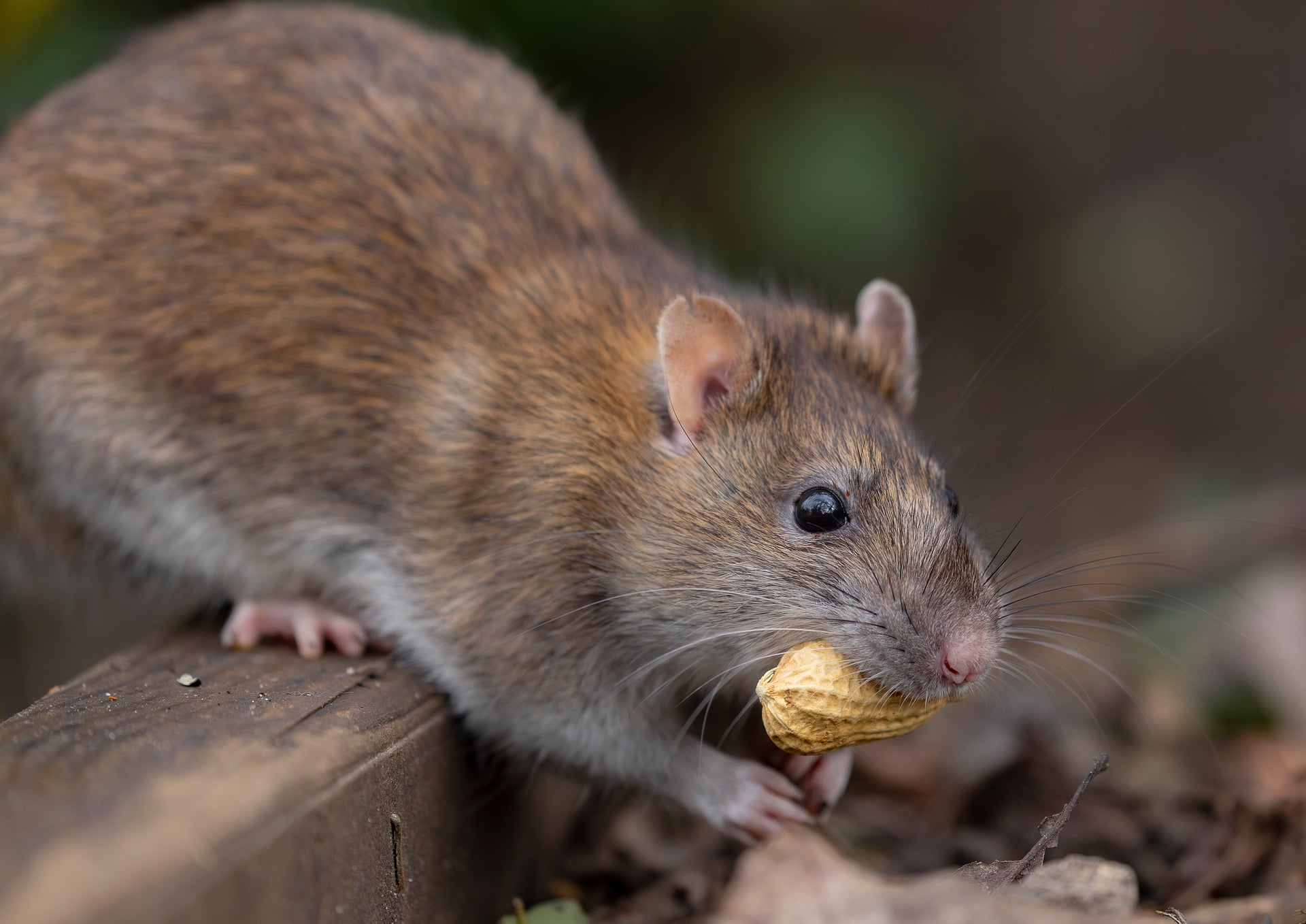 Préserver son habitat des nuisibles : les bons réflexes pour une maison saine et durable