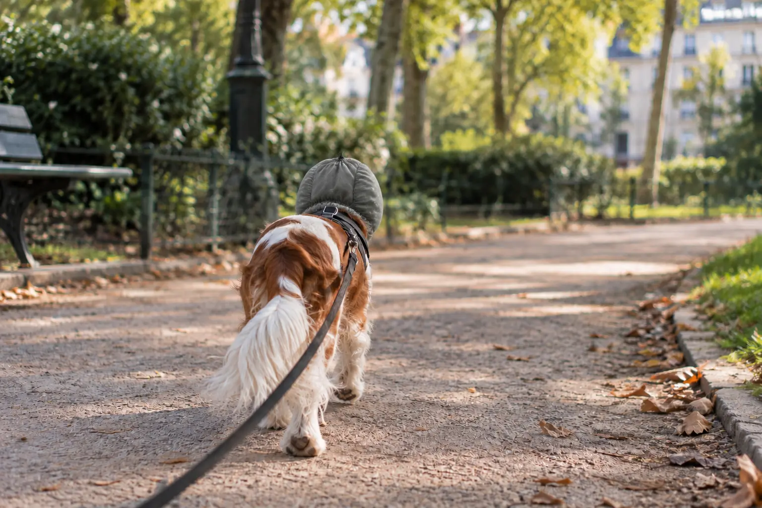 Qu'est-ce qu'un snood pour chien ?