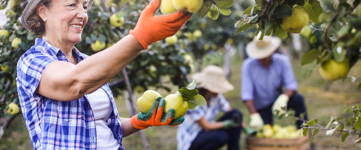 Calendrier des tailles : Utiliser son échelle de la taille d'hiver à la récolte d'été