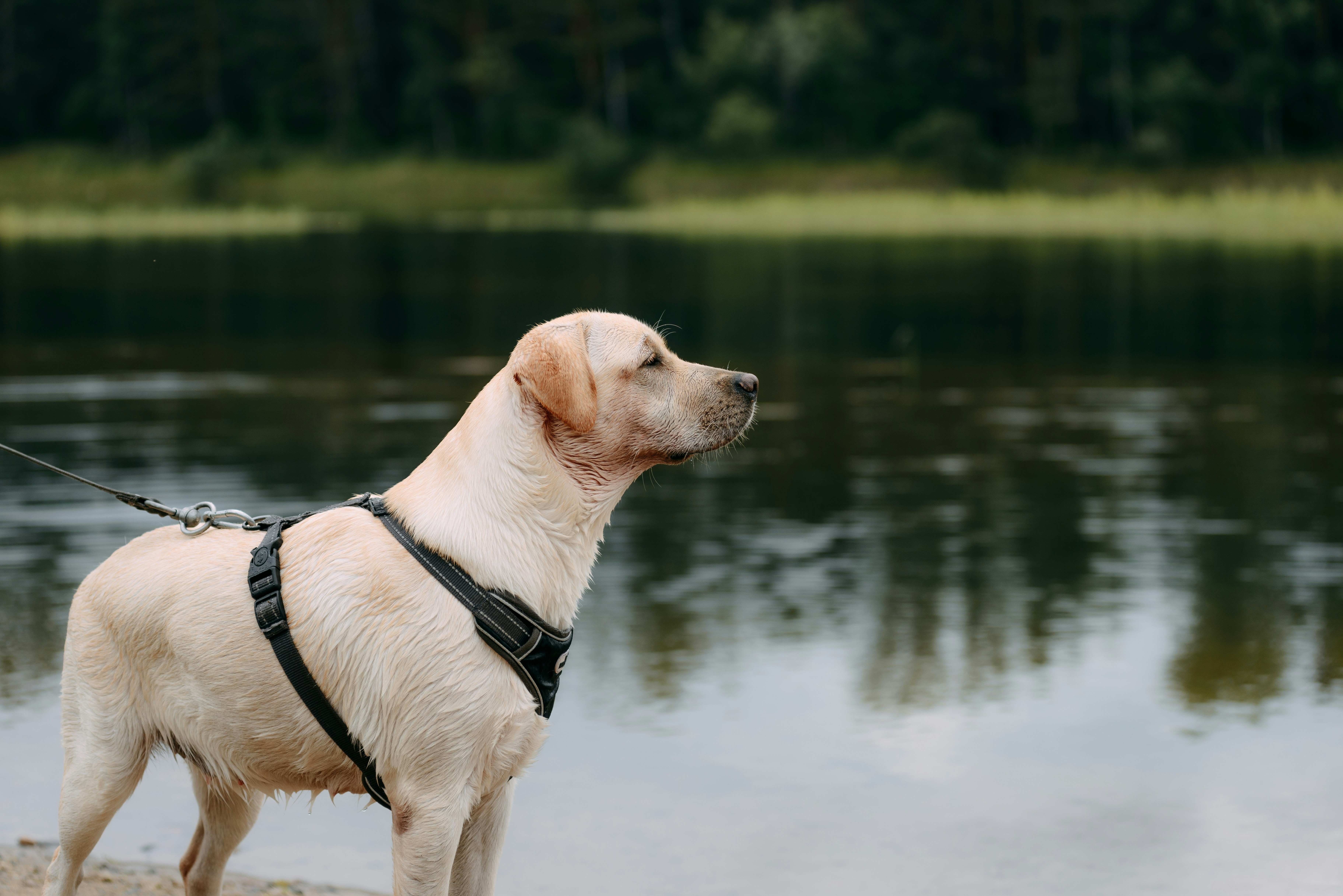 Quel est le meilleur harnais pour un Labrador ?