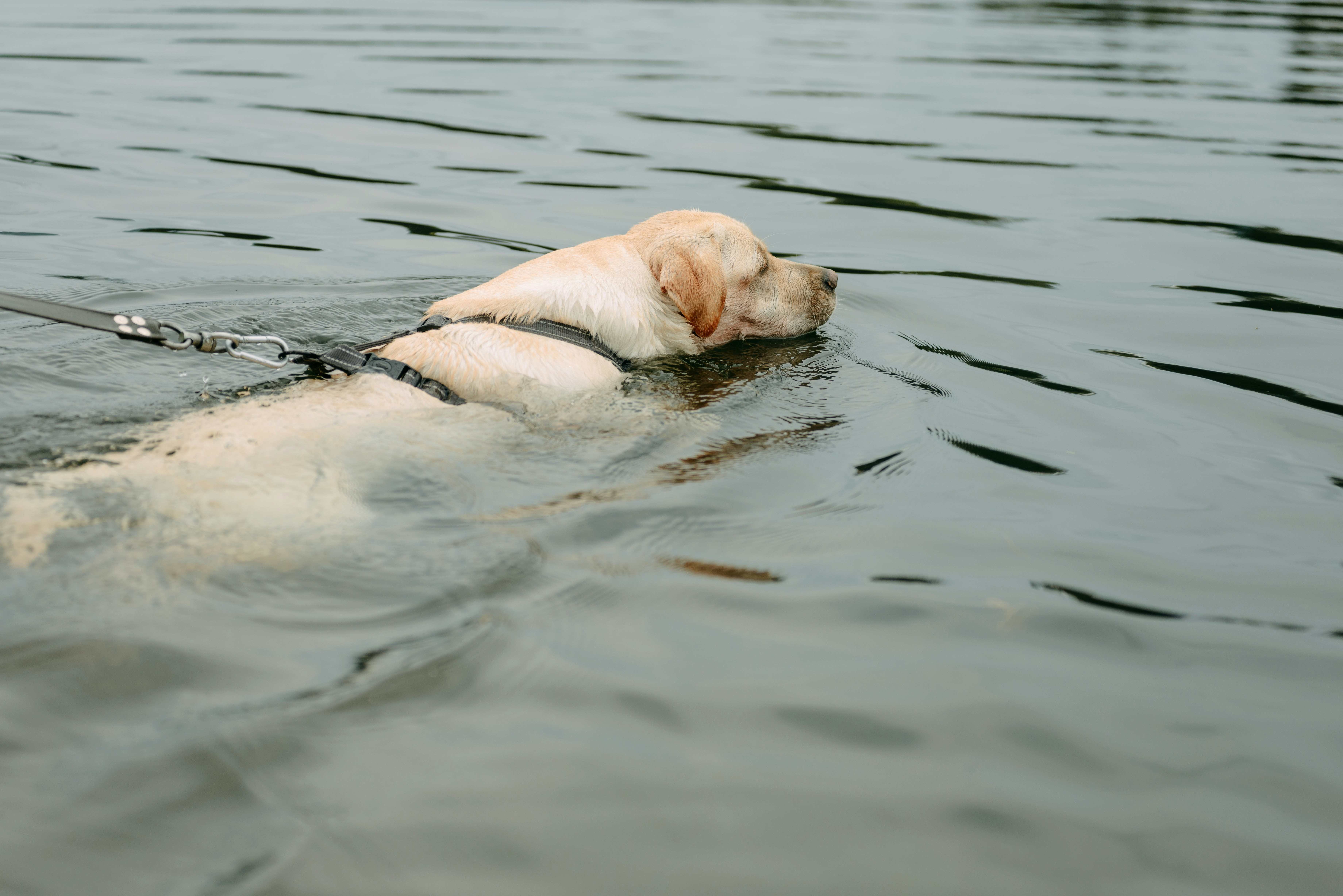 Quel est le meilleur harnais pour un Labrador ?
