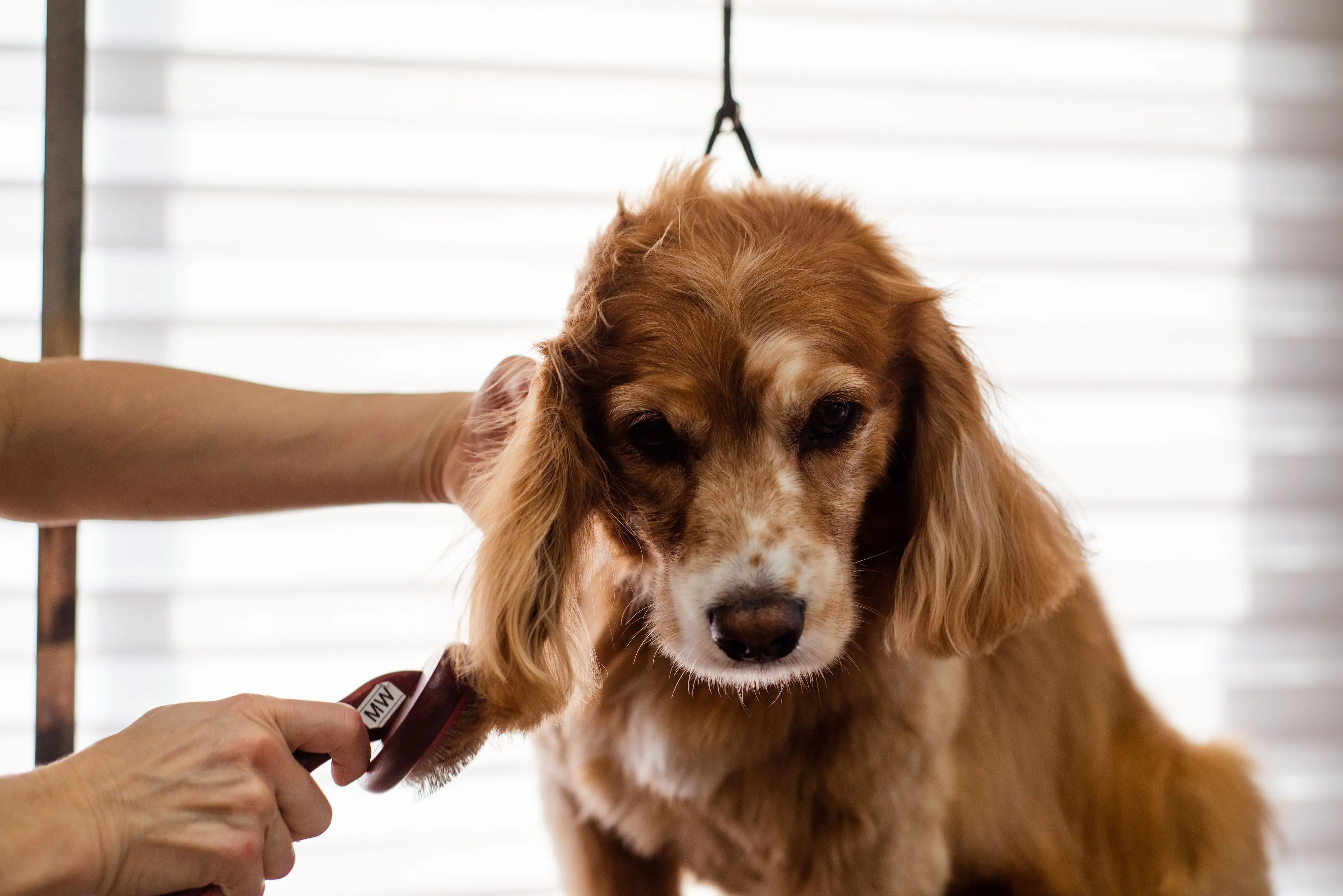 Quel type de brosse pour un Cocker ?