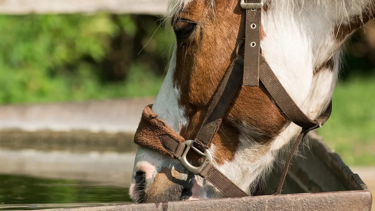 Transport d'animaux : la logistique, du bétail au cheval de sport