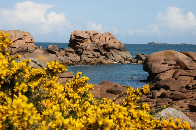 Ajonc Bretagne