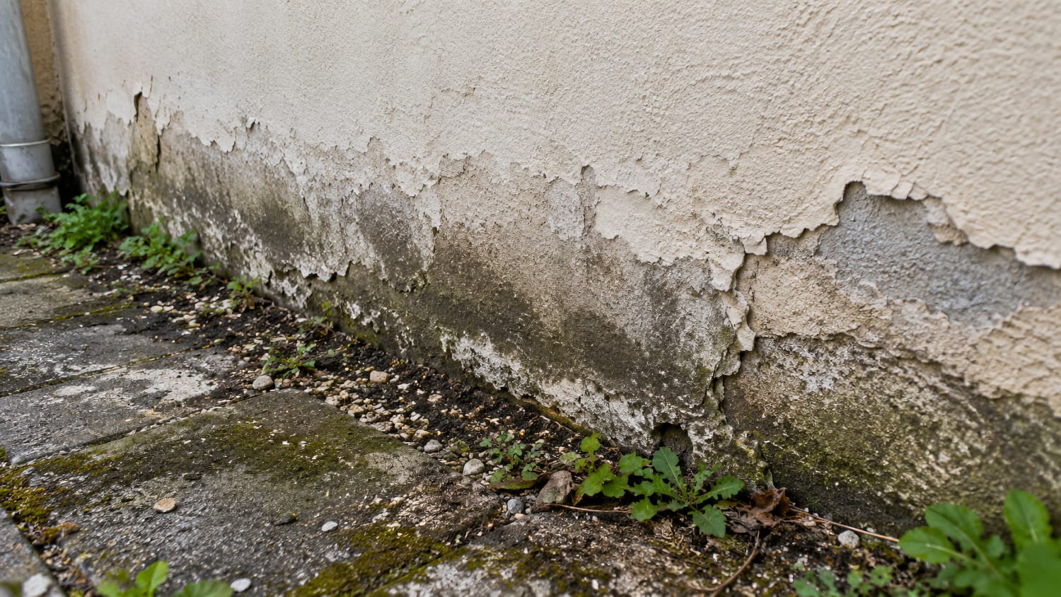 Enduit de façade qui se décolle en pied de mur avec traces d'humidité et de moisissure
