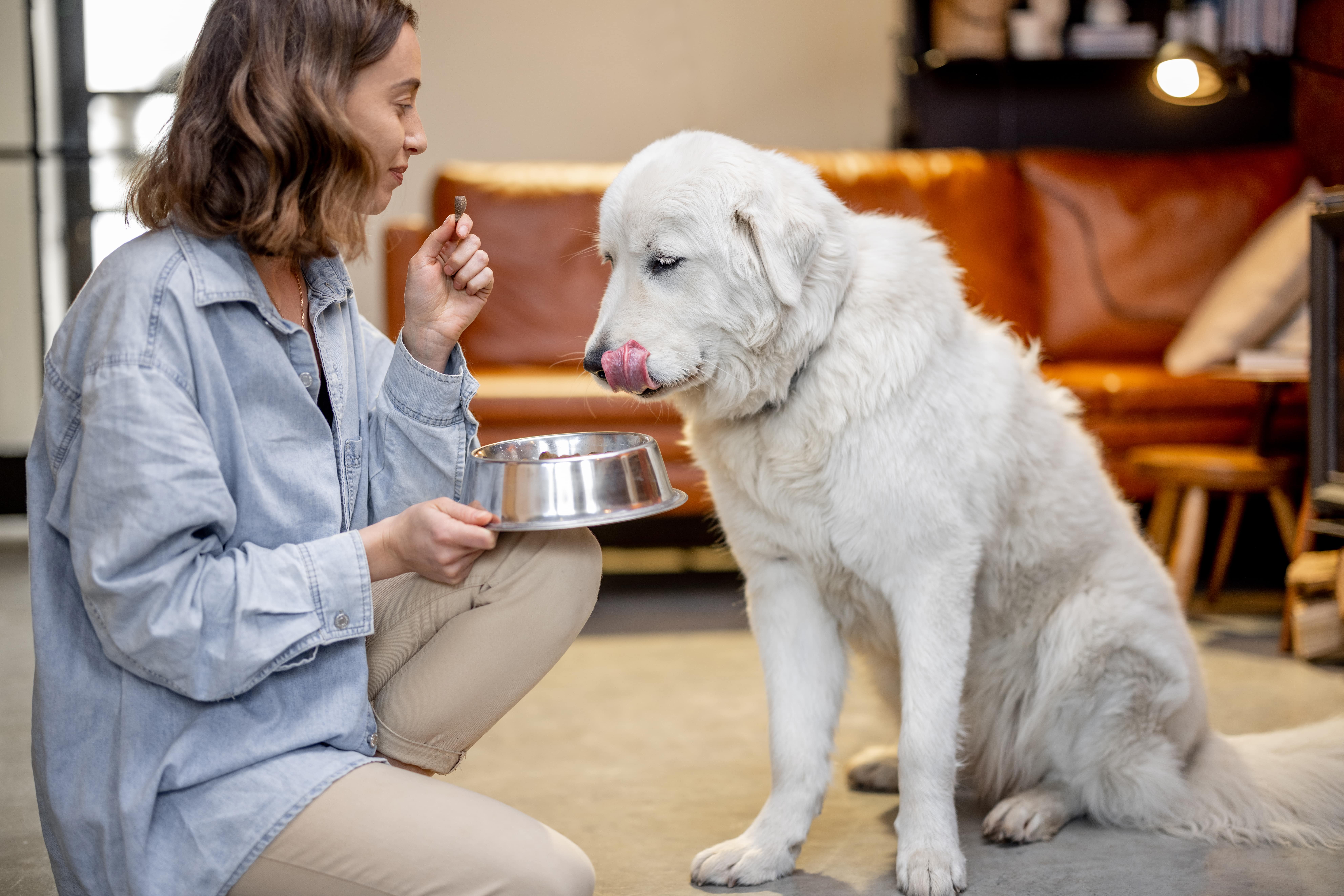 Femme qui donne des croquettes à son labrador