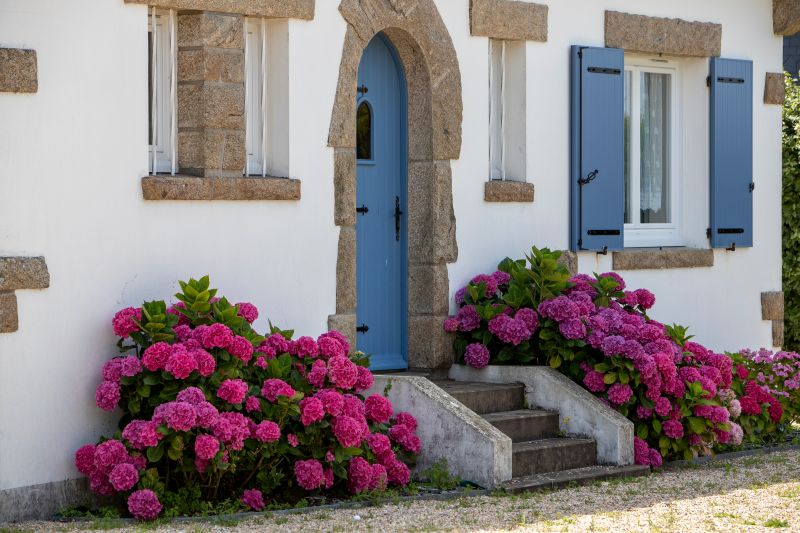 hortensias en bretagne