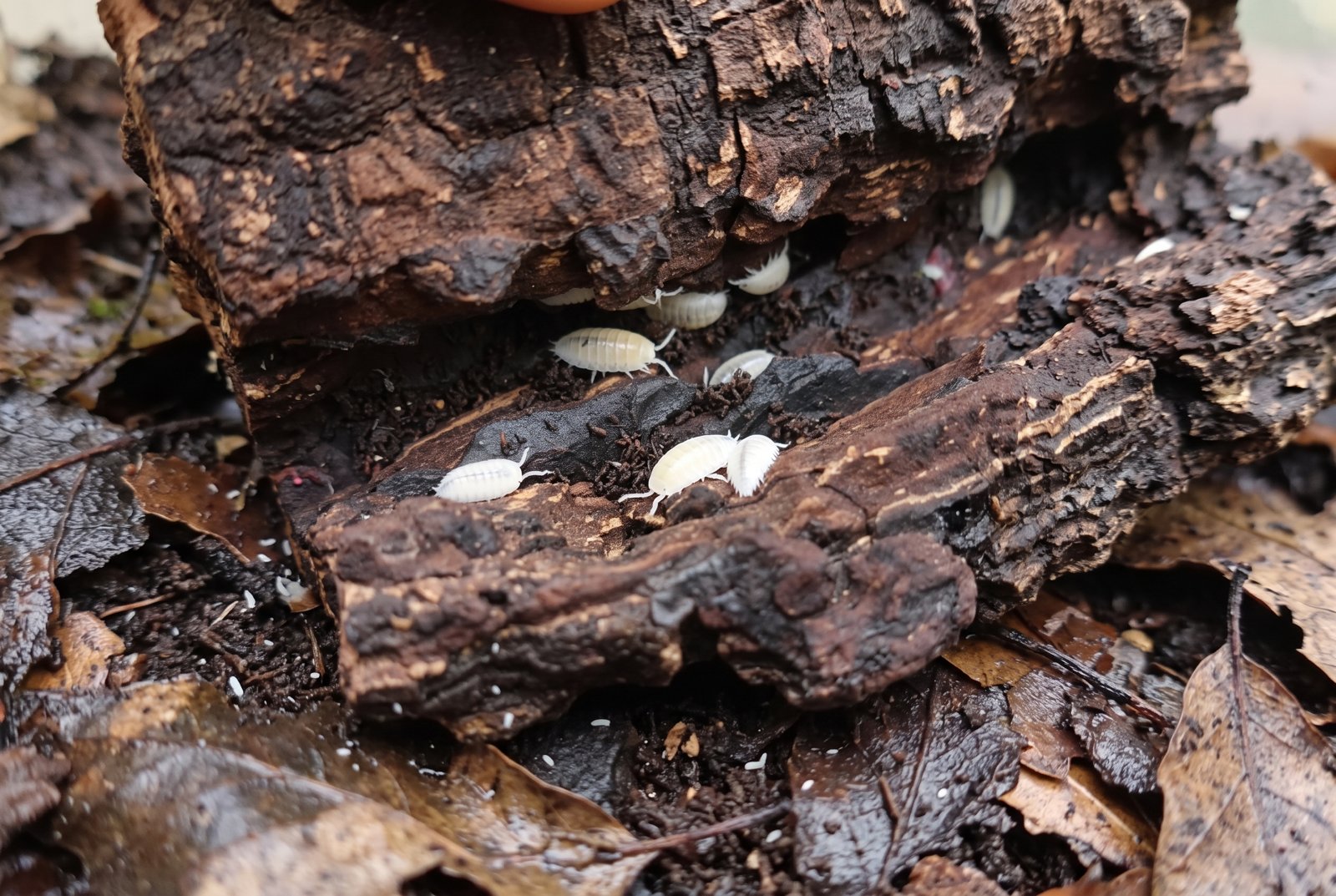 Petits cloportes blancs et collemboles sous une écorce de liège, dans une litière de feuilles humides