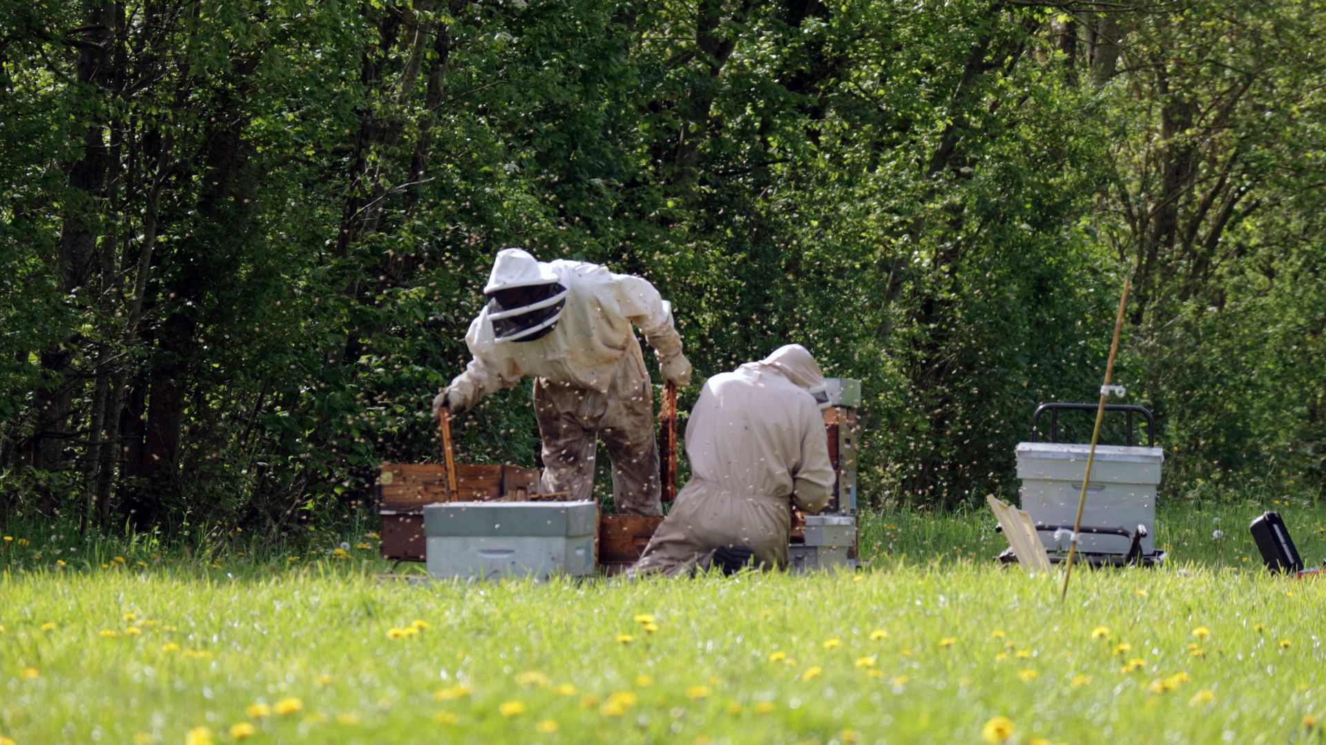 Devenir apiculteur : formation, missions et débouchés d’un métier au contact des abeilles