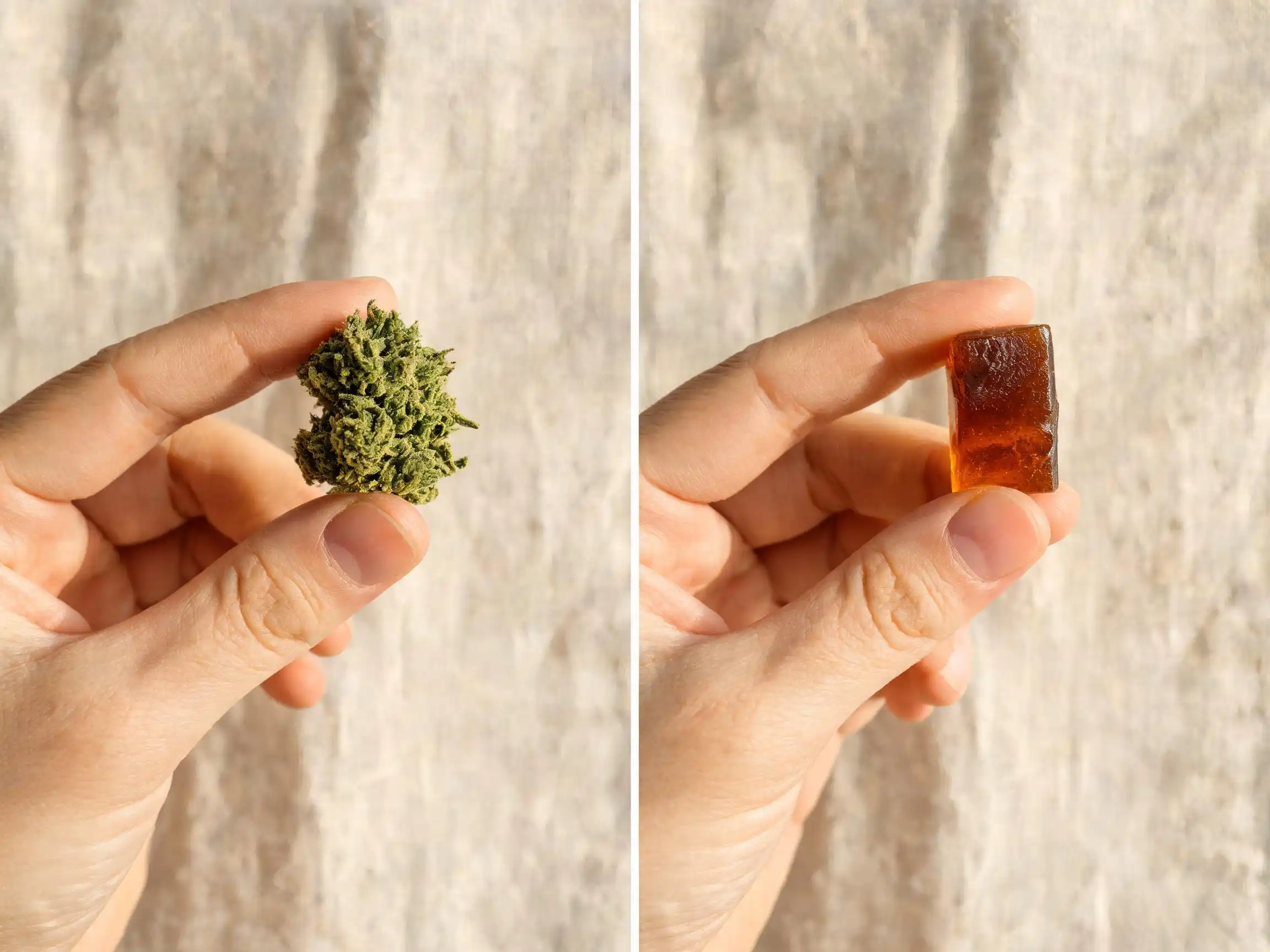 Résine CBD et fleur CBD : peut-on en donner à son chien ou son chat ?
